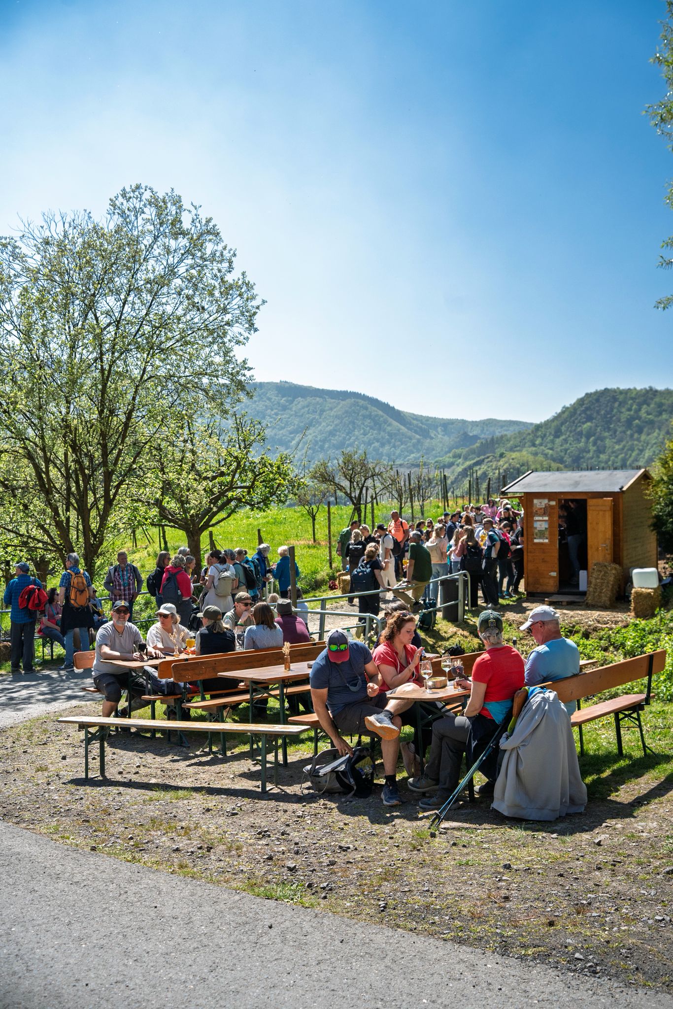 Impression vom Weinstand in den Weinbergen von Mayschoß